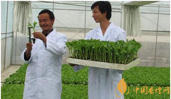 煙草專業(yè)大學排名，煙草專業(yè)就業(yè)前景好