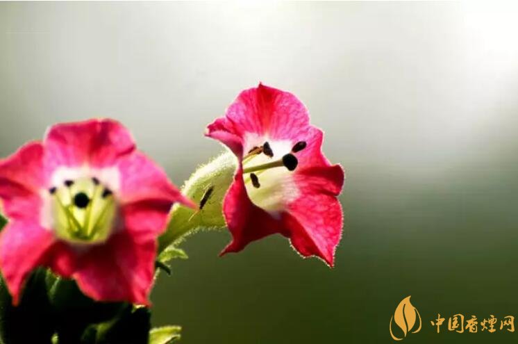 煙草花花語是什么，煙草花什么時候開花