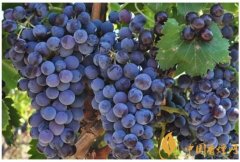 葡萄酒品鑒入門知識：酒精會影響葡萄酒的品質嗎